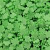 4-Leaf Clover (clay)