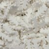 Fish Bone (clay)