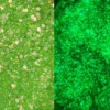 Glow Additive - Neon Green