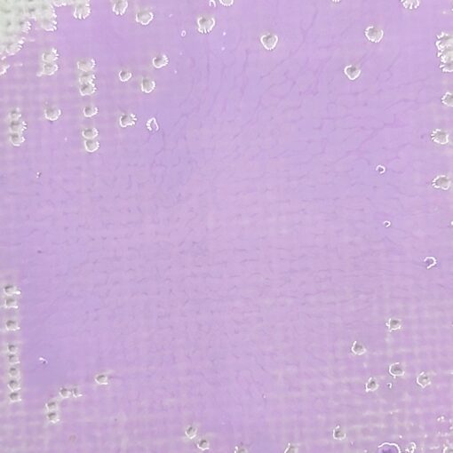 Candy Coated - Lavender (ink)