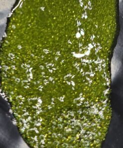 SPACE INVADERS  - Glitter Ink