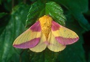 Alternative view of Rosy Maple Moth (cm)