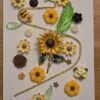 DEP121 - Sunflower